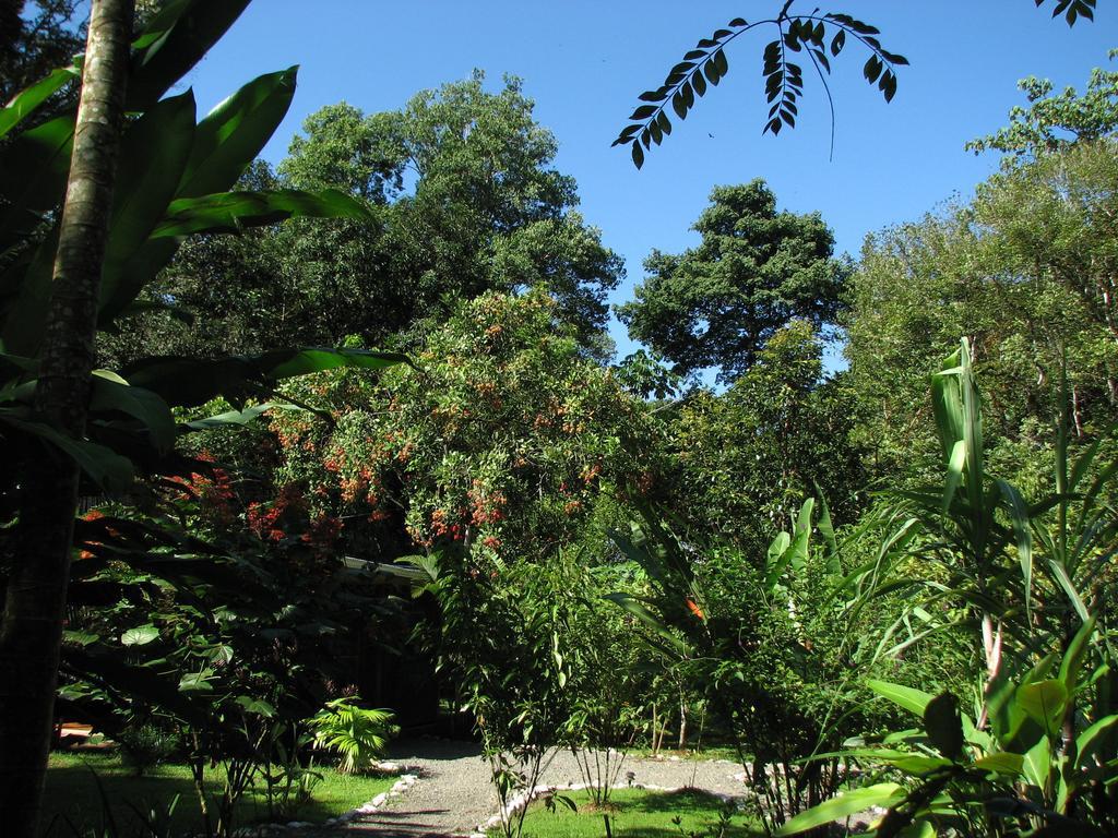 Danta Corcovado