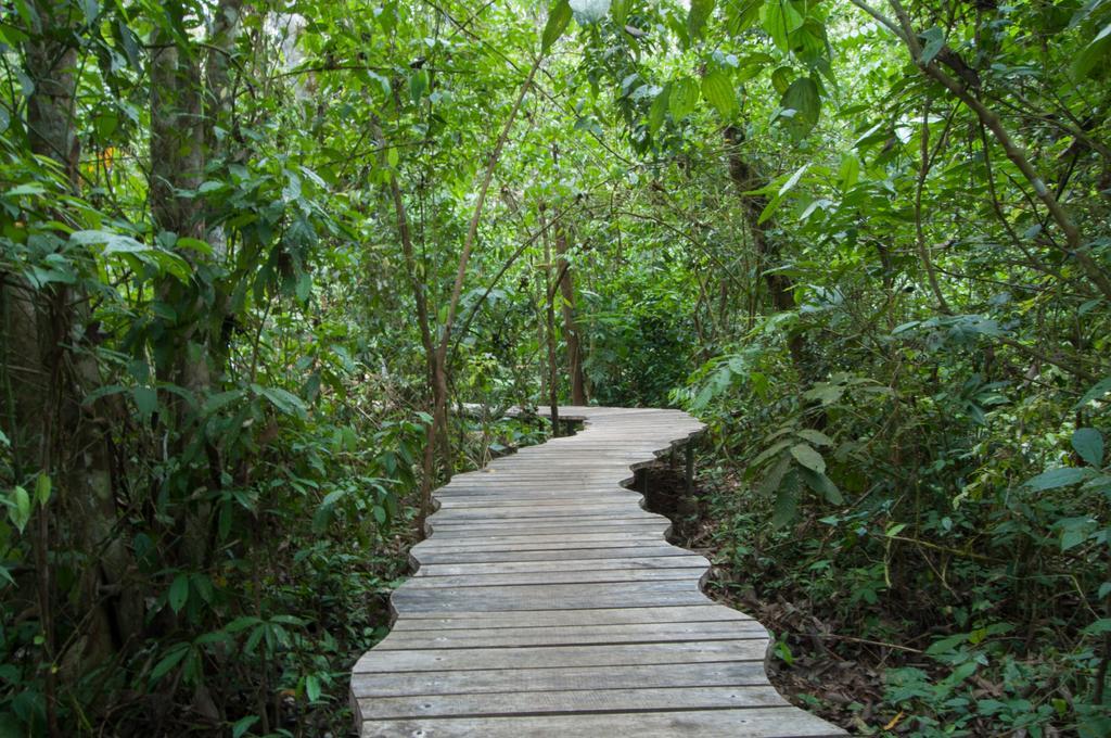 Danta Corcovado